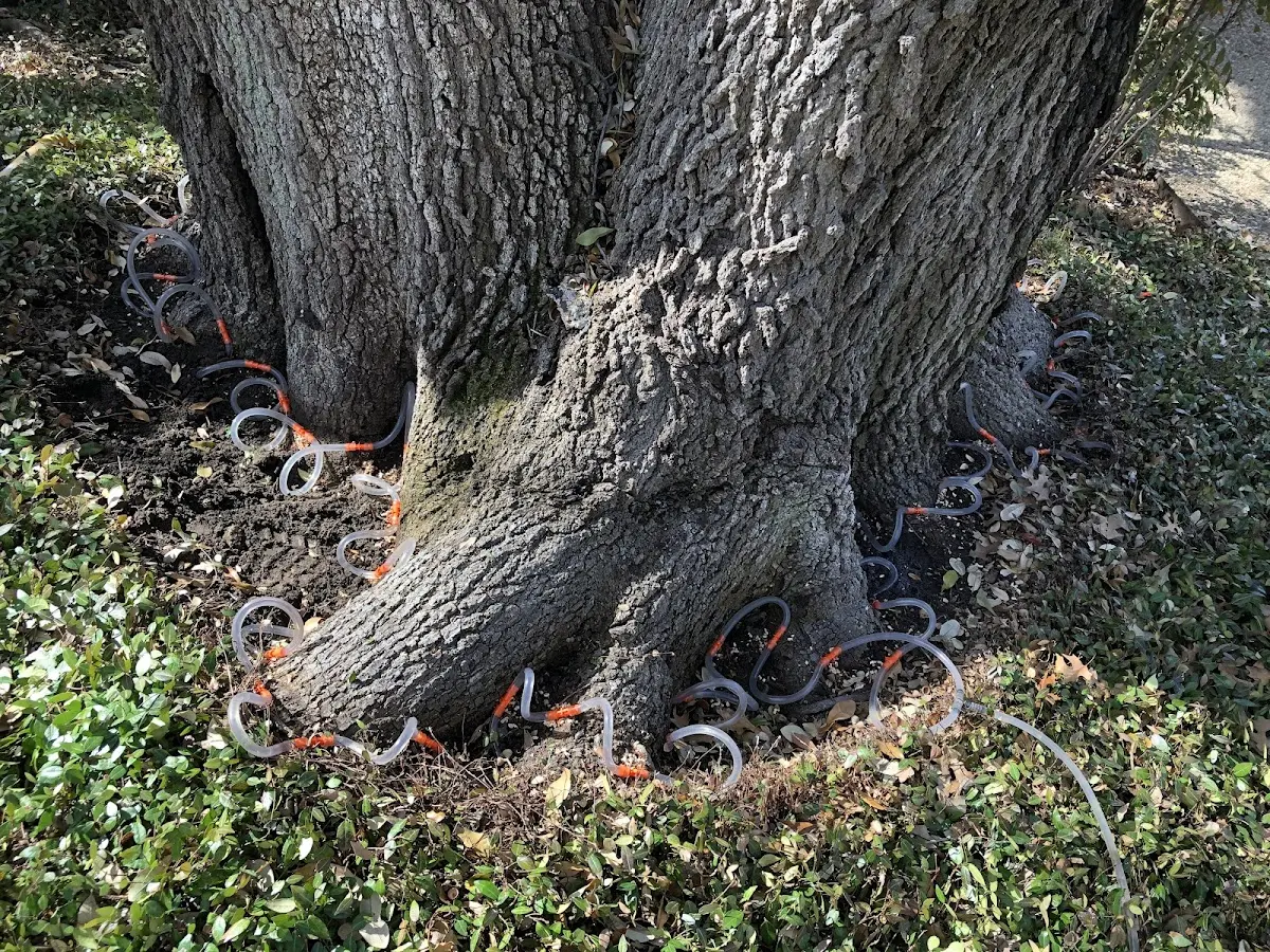 Detailed Tree Cabling and Bracing job site in Fort Towson